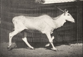 Plate 696 Eland trotting — figure reference